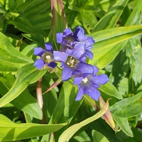 Gentiana cruciata